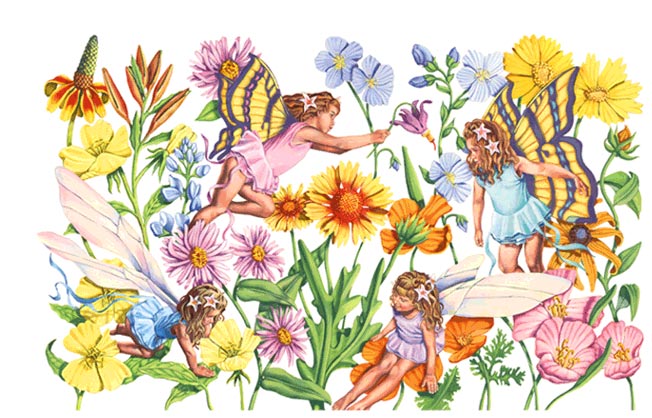 Fairy 24